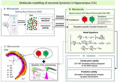 Multiscale modeling of neuronal dynamics in hippocampus CA1